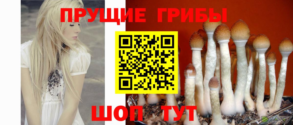 Галлюциногенные грибы Cubensis Урай